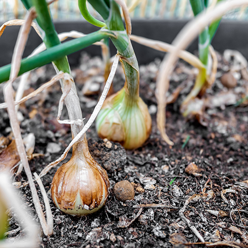 onions growing in dirt